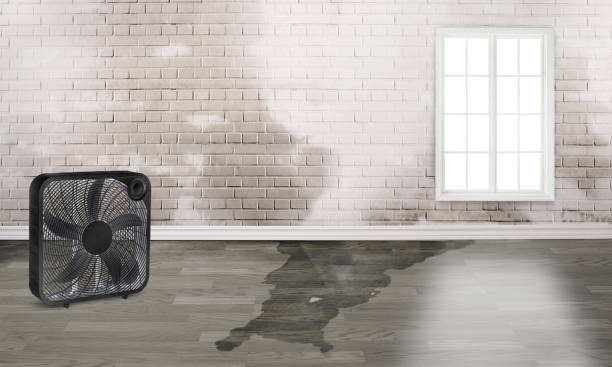 Best Local water damage restoration  in Boone, NC